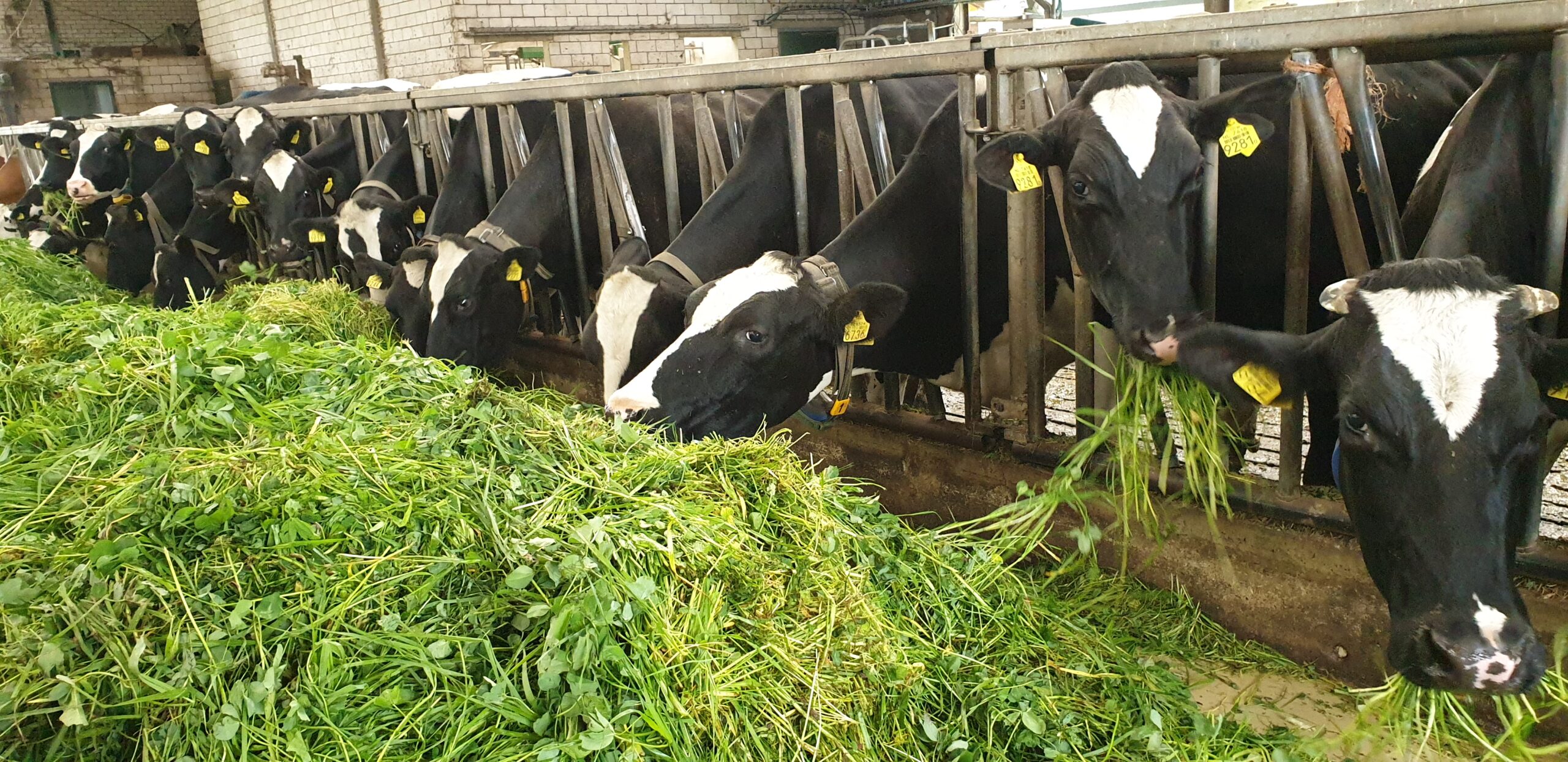 COUNTRY MultiLife 14 aan het voerhek scherp en liggend