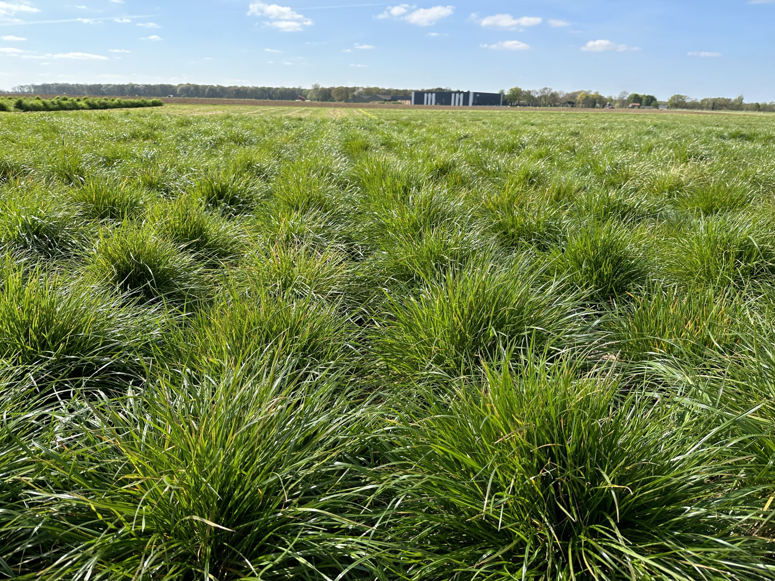 DSV_breeding_VZH demo fields_1